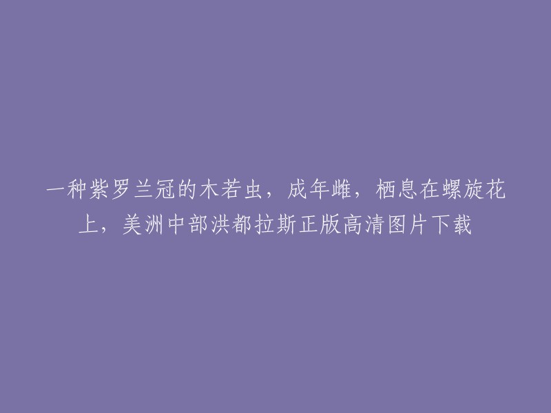 我不确定您的问题是什么，但是我可以提供一些有关紫罗兰冠木若虫和美洲中部洪都拉斯的信息。

紫罗兰冠木若虫是一种昆虫，它属于鳞翅目，科名是紫罗兰冠木若虫属。它们通常栖息在螺旋花上。